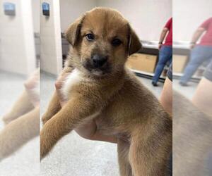German Shepherd Dog-Unknown Mix Dogs for adoption in Pasadena, TX, USA