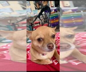 Chihuahua-Unknown Mix Dogs for adoption in Dahlgren, VA, USA