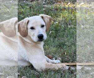 Medium Photo #4 Labbe Puppy For Sale in Attalka, AL, USA