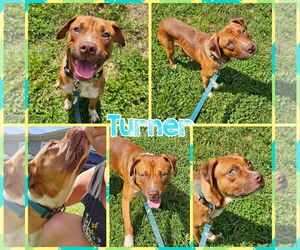 Bullboxer Pit Dogs for adoption in Blacksburg, SC, USA