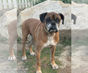 Boxer Dogs for adoption in Stanwood, WA, USA