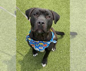 Labrador Retriever-Unknown Mix Dogs for adoption in Fayetteville, NC, USA
