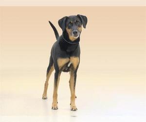 Doberman Pinscher Dogs for adoption in Vero Beach, FL, USA