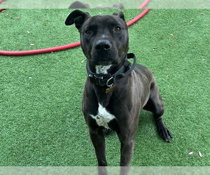 Mutt Dogs for adoption in Redwood City, CA, USA