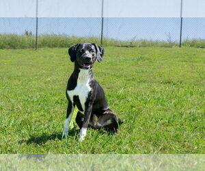 Mutt Dogs for adoption in Abbeville, LA, USA