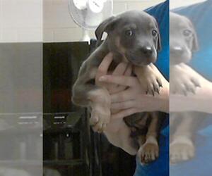 Labrador Retriever-Unknown Mix Dogs for adoption in Fayetteville, NC, USA