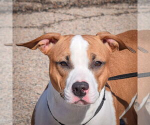 American Staffordshire Terrier-Boxer Mix Dogs for adoption in Huntley, IL, USA