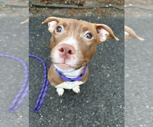 Staffordshire Bull Terrier Dogs for adoption in Brewster, NY, USA