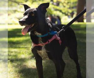 Labrador Retriever Dogs for adoption in Woodside, NY, USA