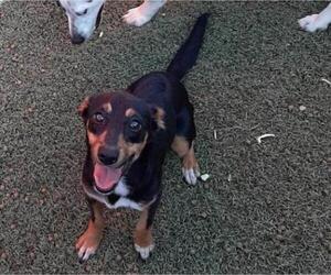Doxie-Pin Dogs for adoption in Carrollton, TX, USA