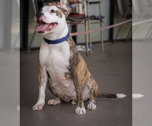 Mutt Dogs for adoption in Royal Palm Beach, FL, USA