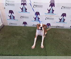 Mutt Dogs for adoption in Orlando, FL, USA
