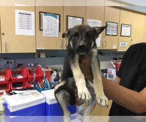 German Shepherd Dog Dogs for adoption in Riverside, CA, USA