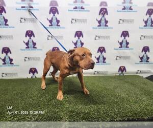 American Pit Bull Terrier-Unknown Mix Dogs for adoption in Orlando, FL, USA