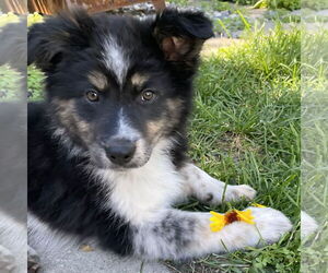 Mutt Dogs for adoption in Fargo, ND, USA
