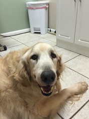 Golden Retriever Dogs for adoption in Jacksonville, FL, USA