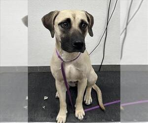 Black Mouth Cur Dogs for adoption in HESPERIA, CA, USA