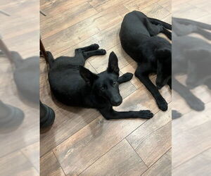 German Shepherd Dog-Unknown Mix Dogs for adoption in Thomasville, NC, USA