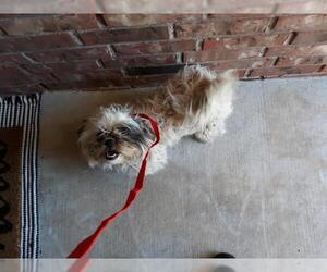 Puppyfinder Com View Ad Photo 1 Of Listing Shih Tzu Dog For