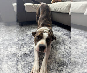Bullboxer Pit Dogs for adoption in Plainfield, IL, USA
