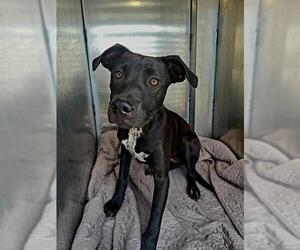 Labrador Retriever-Unknown Mix Dogs for adoption in San Antonio, TX, USA