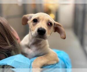 Mutt Dogs for adoption in Raleigh, NC, USA