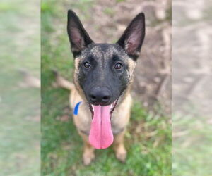 Mutt Dogs for adoption in Riverside, CA, USA