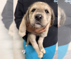 Great Dane-Labrador Retriever Mix Dogs for adoption in Houston, TX, USA
