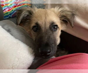 Mutt Dogs for adoption in Plymouth, MN, USA