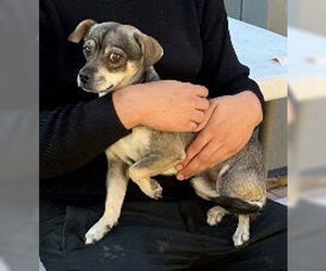 Chihuahua Dogs for adoption in Stockton, CA, USA