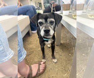 Medium Photo #7 Puggle Puppy For Sale in  Ramona, CA, USA