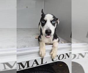Medium Photo #1 Siberian Husky Puppy For Sale in Houston, TX, USA