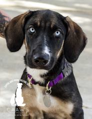 Mutt Dogs for adoption in Baton Rouge, LA, USA