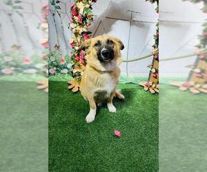 German Shepherd Dog-Pembroke Welsh Corgi Mix Dogs for adoption in Globe, AZ, USA