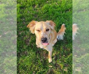 Golden Retriever-Unknown Mix Dogs for adoption in Concord, NC, USA