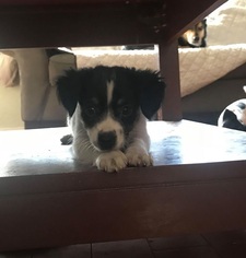 Medium Photo #1 Jack Russell Terrier-Japanese Chin Mix Puppy For Sale in Von Ormy, TX, USA
