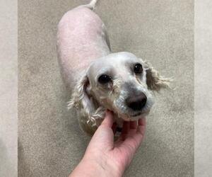 Poodle (Miniature) Dogs for adoption in Aurora, CO, USA