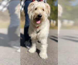 Goldendoodle Dogs for adoption in Mankato, MN, USA