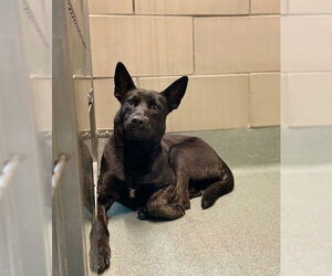 Australian Kelpie-German Shepherd Dog Mix Dogs for adoption in Baytown, TX, USA