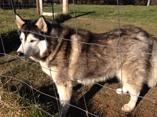 Siberian Husky Dogs for adoption in Union, WV, USA