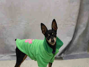 Miniature Pinscher-Unknown Mix Dogs for adoption in Bowling Green, OH, USA