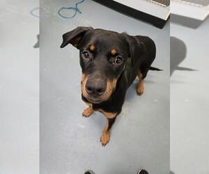 Rottweiler Dogs for adoption in London, Ontario, Canada