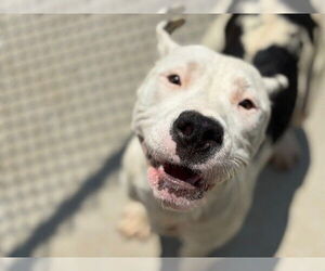 American Pit Bull Terrier-Unknown Mix Dogs for adoption in Tulsa, OK, USA