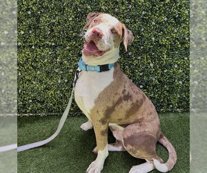 Catahoula Bulldog Dogs for adoption in Naples, FL, USA