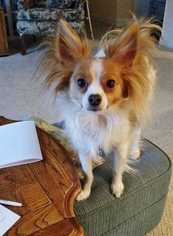 Papillon Dogs for adoption in Glen Haven, WI, USA