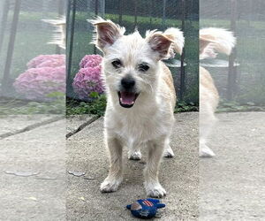 Toxirn Dogs for adoption in Westmont, IL, USA