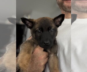 German Shepherd Dog-Unknown Mix Dogs for adoption in Millburn, NJ, USA