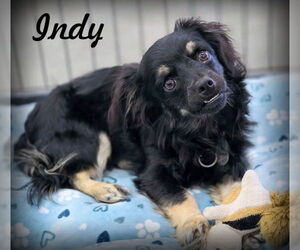 Colonial Cocker Spaniel-Dachshund Mix Dogs for adoption in Chino Hills, CA, USA