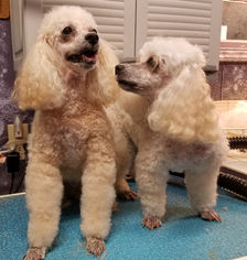 Poodle (Miniature) Dogs for adoption in Rock Hill, SC, USA