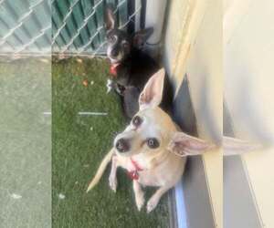 Chihuahua-Unknown Mix Dogs for adoption in Tempe , AZ, USA